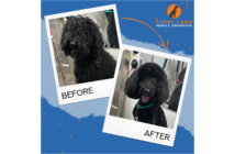 Why Furry Land Mobile Grooming Is The Best Tucson Pet Haircut Specialist