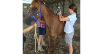 Why is it so important to Identify your Horse’s Saddlefit Area before you buy a saddle?