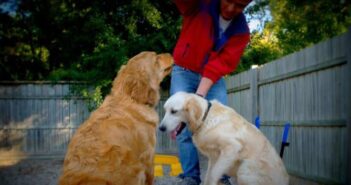 Beloved Pets Get High-End Care At This Premium Downers Grove Dog & Cat Boarding Facility