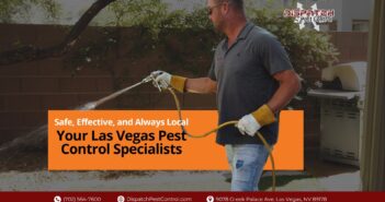 Local Las Vegas Exterminator’s Summer Guidelines | Dispatch Pest Control