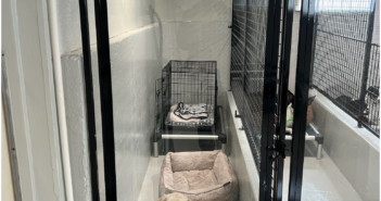 South Ogden’s Top Dog Boarding Retreat: Clean Air, Glass Kennels & Daily Outdoor Runs