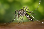 Duchesne Mosquito Pest Control Pros On West Nile Virus & Same-Day Exterminations