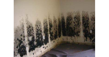 Tampa Bay Mold Inspection Pros Explain The Hidden Health Risks Lurking In Your Home