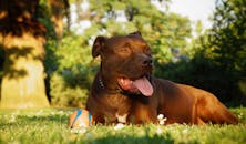 Dog Panting At Rest: When It’s Normal & When It’s A Silent Call For