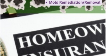 Florida Mold Insurance: 3 Coverage Traps to Know Now