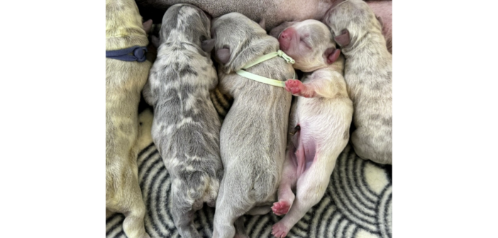 Frenchie Puppy Care: Avoid These 3 Harmful Mistakes